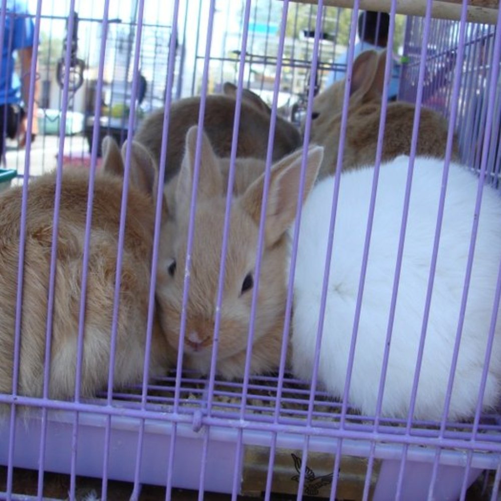 Richmond Flea Market - We liked the one in the middle.. so cute! - Flea Markets Near Me - Richmond, California Richmond Flea Market - We liked the one in the middle.. so cute! - Flea Markets Near Me - Richmond, California