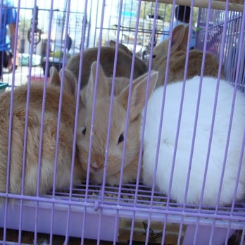 Richmond Flea Market - We liked the one in the middle.. so cute! - Flea Markets Near Me - Richmond, California