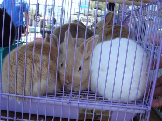 Richmond Flea Market by null