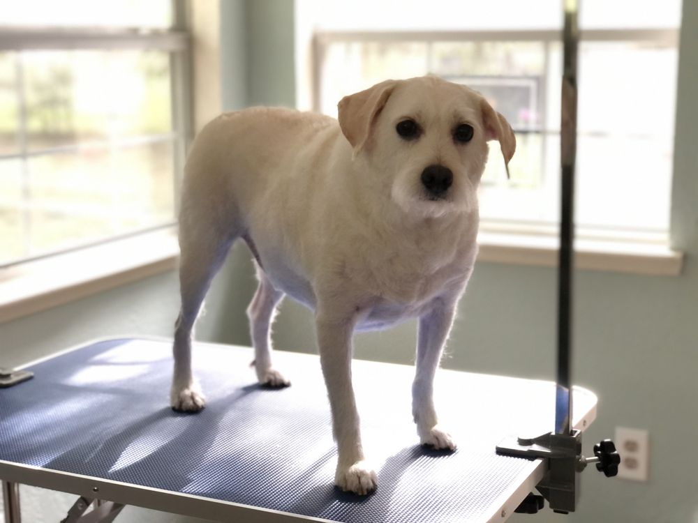 HAPPY TAILS DOG GROOMING Canyon Lake, Texas Pet Groomers Yelp