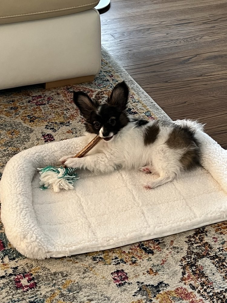 K9 RESORTS FAIRFIELD 16 Photos & 36 Reviews 1275 Bloomfield Ave