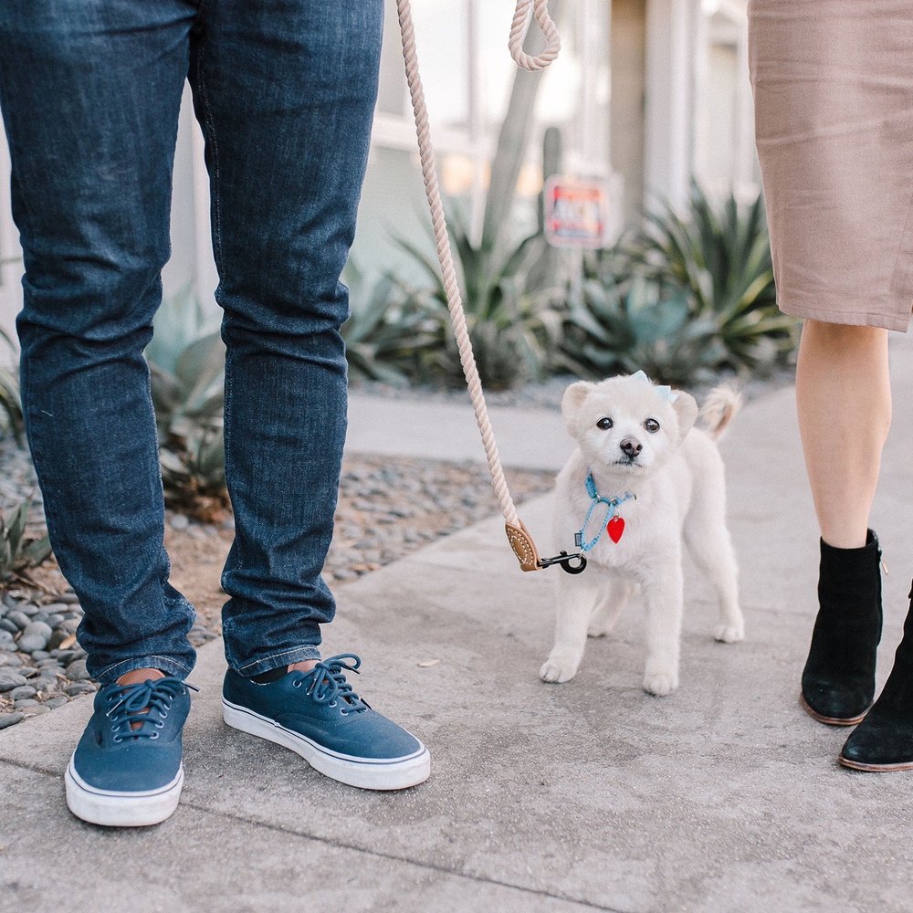 Happy Tails Dog Spa - Margeaux groom for our engagement shoot ! - Pet Groomers Near Me - Torrance, California