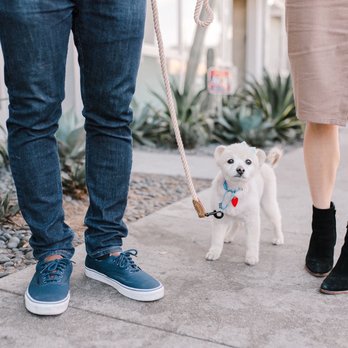 Happy Tails Dog Spa - Margeaux groom for our engagement shoot ! - Pet Groomers Near Me - Torrance, California