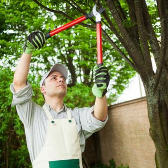 Papa Bear Tree Care - Tree Services Near Me - Accord, New York Papa Bear Tree Care - Tree Services Near Me - Accord, New York