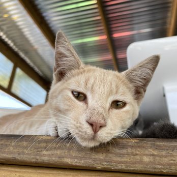 Springtime Farms - Kitten named Cheeto - Nurseries & Gardening Near Me - North Fort Myers, Florida Springtime Farms - Kitten named Cheeto - Nurseries & Gardening Near Me - North Fort Myers, Florida