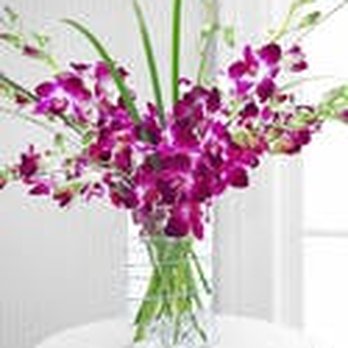 Beneva Flowers - Flowers order - Florists Near Me - Sarasota, Florida