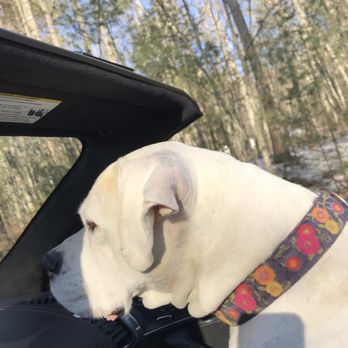 Suntar's Kennels - Fergie loves going to Suntars - Pet Sitting Near Me - Saco, Maine