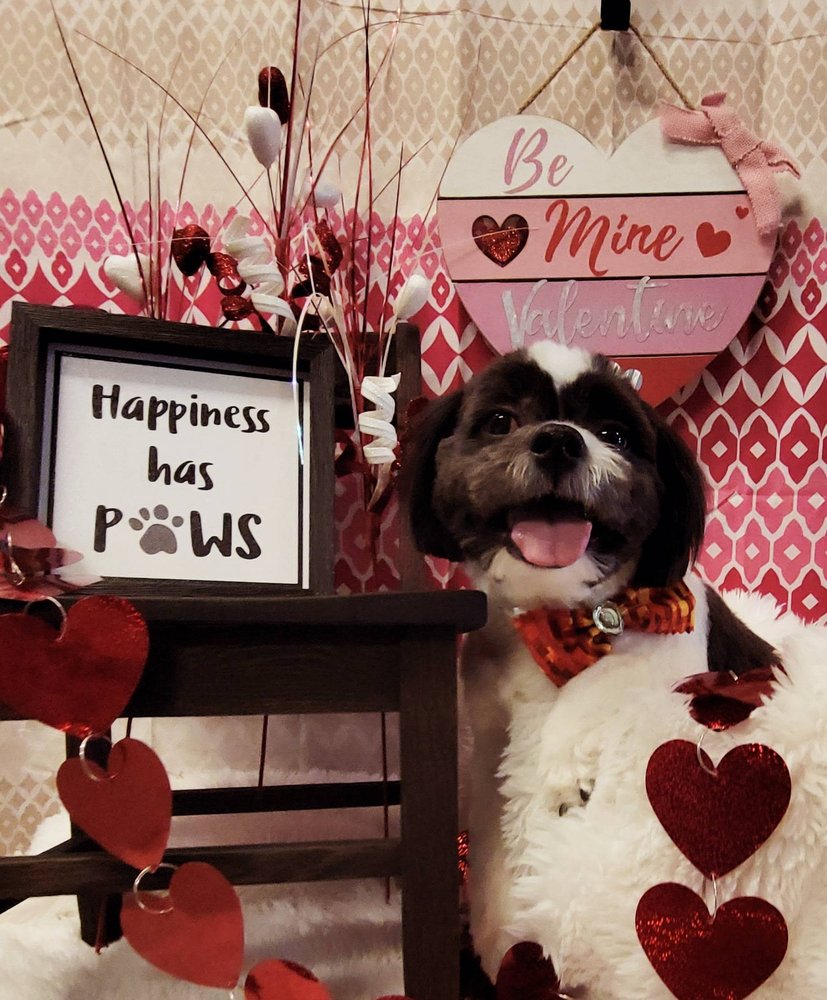 DOGS DAY OUT Updated October 2024 45 Photos 12006 E 47th St S, Kansas City, Missouri Pet