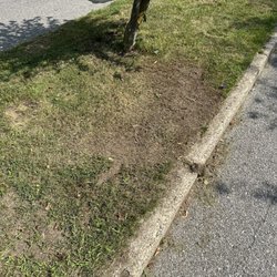 Busy Beaver Lawn & Garden - Mowed grass right to dirt.