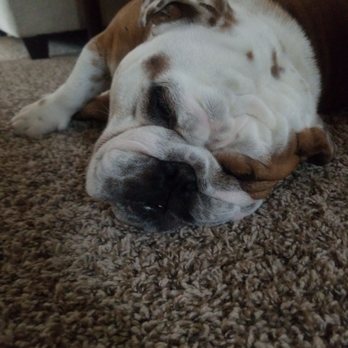 Big Thicket Veterinary Clinic - New Caney - Veterinarians Near Me - New Caney, Texas
