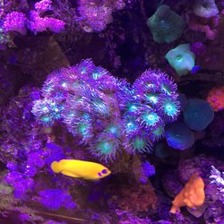 Tri State Aquariums - A stunning Lemon Peel Pygmy Angel in front of my Aussie Duncan Colony.