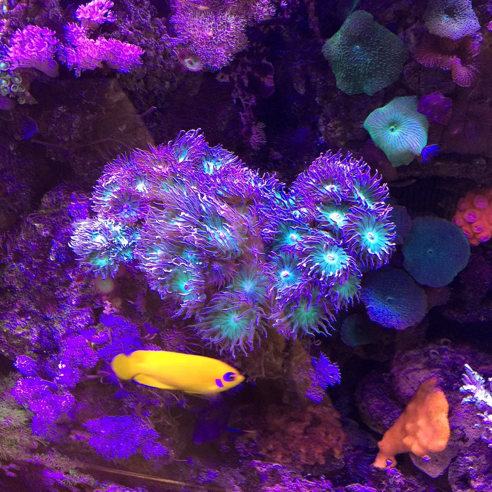 TRI STATE AQUARIUMS Updated September 2024 191 Rt 59, Suffern, New York Local Fish Stores