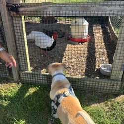 Rochambeau Farm - One of the chickens