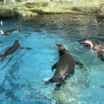 Shedd Aquarium - Swimming penguins - Aquariums Near Me - Chicago, Illinois Shedd Aquarium - Swimming penguins - Aquariums Near Me - Chicago, Illinois