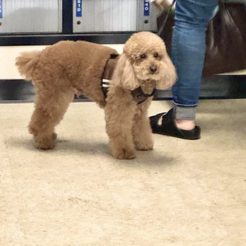 United States Postal Service - Just met the cutest, fluffiest dog & the owner is so sweet!! - Post Offices Near Me - Venice, California United States Postal Service - Just met the cutest, fluffiest dog & the owner is so sweet!! - Post Offices Near Me - Venice, California