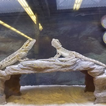 Petco - Three dragons I want to purchase - Pet Stores Near Me - Vancouver, Washington Petco - Three dragons I want to purchase - Pet Stores Near Me - Vancouver, Washington