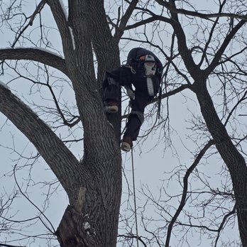 Cheryl Tree - Tree Services Near Me - Durand, Michigan Cheryl Tree - Tree Services Near Me - Durand, Michigan
