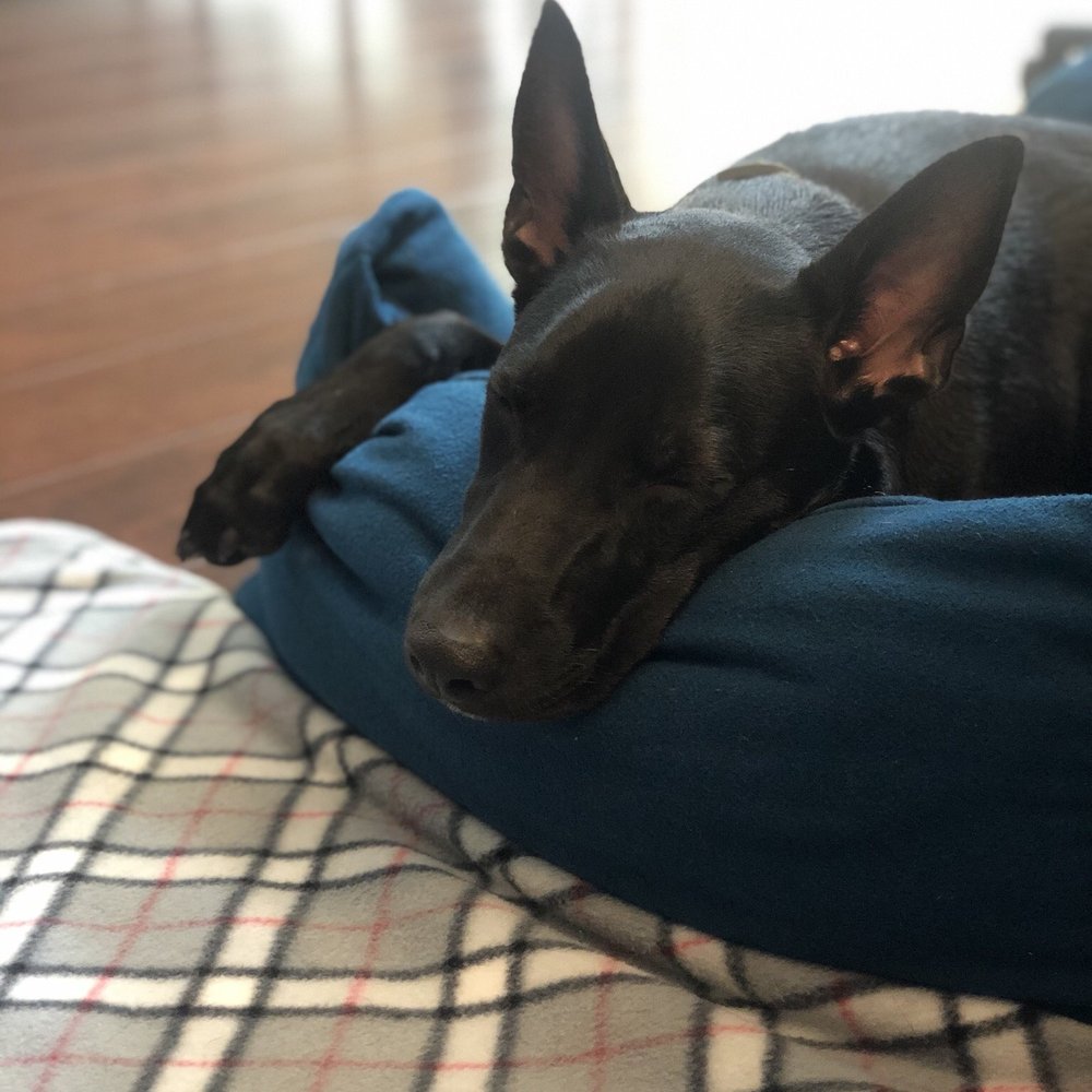 Dogdrop - Bruce taking a nap after a fun day at the daycare - Pet Sitting Near Me - Los Angeles, California Dogdrop - Bruce taking a nap after a fun day at the daycare - Pet Sitting Near Me - Los Angeles, California