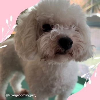 Luxe Grooming - Lovely before photo - Pet Groomers Near Me Luxe Grooming - Lovely before photo - Pet Groomers Near Me