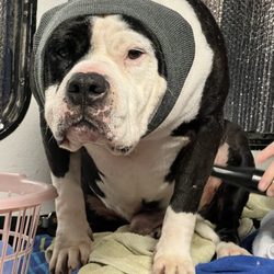 Brees Pet Grooming - This sweet rescue melts my heart