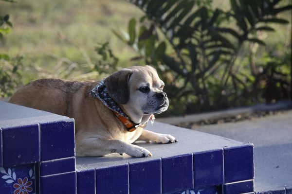 Sarasota Pet Crematory