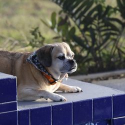 Sarasota Pet Crematory - Smokey