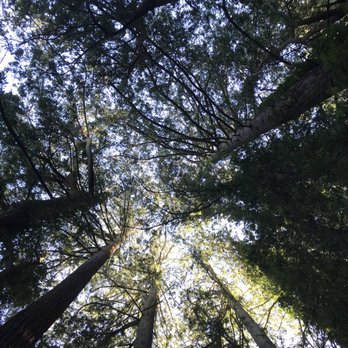 Bridgeview Trail - Deep in the trail surrounded by these beautiful trees - Dog Parks Near Me - Oakland, California