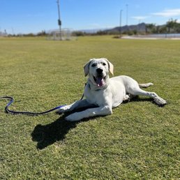 Our dog, staying! Our dog, staying!