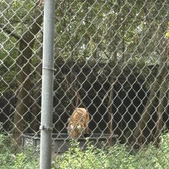 Carolina Tiger Rescue - Animal Shelters Near Me - Pittsboro, North Carolina Carolina Tiger Rescue - Animal Shelters Near Me - Pittsboro, North Carolina
