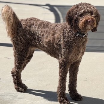 Paws Learn In Paradise - Coco Chanel
aka Coconut - Pet Training Near Me - Valley Center, California Paws Learn In Paradise - Coco Chanel
aka Coconut - Pet Training Near Me - Valley Center, California