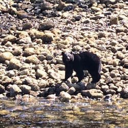 Browning Pass Charters - A cute black bear looking for food on the beach.