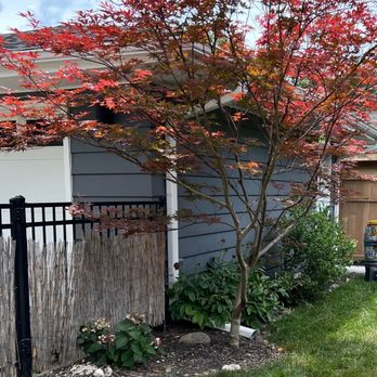 Wheaton Nurseries - Before : Area under Japanese maple and along garage - Nurseries & Gardening Near Me - Wheaton, Illinois