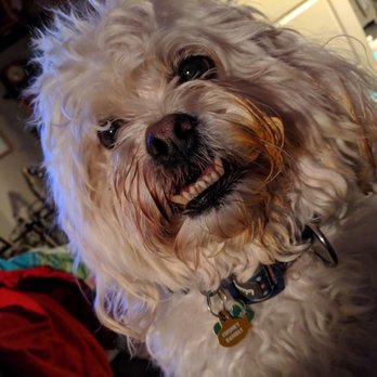 Misfitt Mutts Pet Services - Before, as we waited to find the perfect groomer. - Pet Sitting Near Me Misfitt Mutts Pet Services - Before, as we waited to find the perfect groomer. - Pet Sitting Near Me