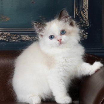 Kitten Around Ragdolls - Pet Breeders Near Me
