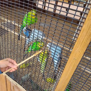 Rooster Cogburn Ostrich Ranch - Feeding the budgies - Petting Zoos Near Me - Picacho, Arizona Rooster Cogburn Ostrich Ranch - Feeding the budgies - Petting Zoos Near Me - Picacho, Arizona