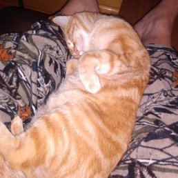 Best in Show Dog & Cat Groom Lockport: Top Services