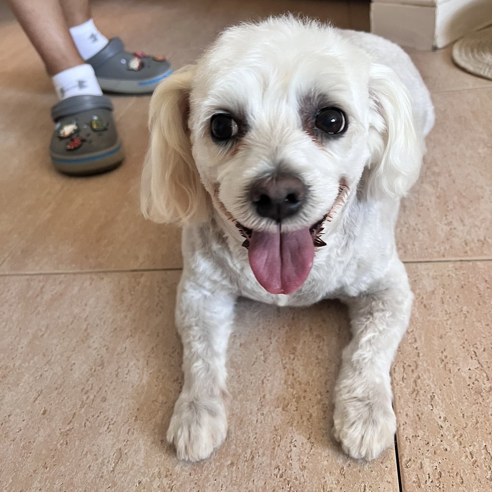 Rocco Rocco