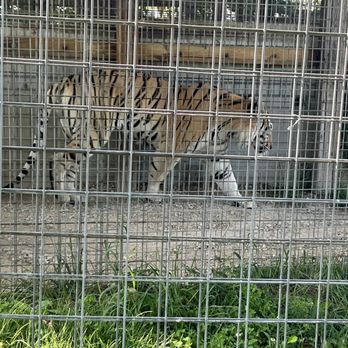National Tiger Sanctuary - Community Service/Non-Profit Near Me - Saddlebrooke, Missouri