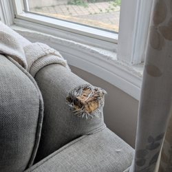 Leonard Upholstery Repair - My anxious puppy's love bites!