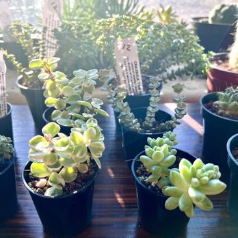 Greenleaf Collective - Luscious succulents - Nurseries & Gardening Near Me - Chicago, Illinois