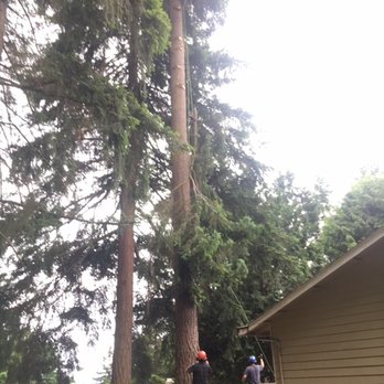 Hitman Tree - Zip down all branches to protect the deck - Tree Services Near Me - Kirkland, Washington Hitman Tree - Zip down all branches to protect the deck - Tree Services Near Me - Kirkland, Washington