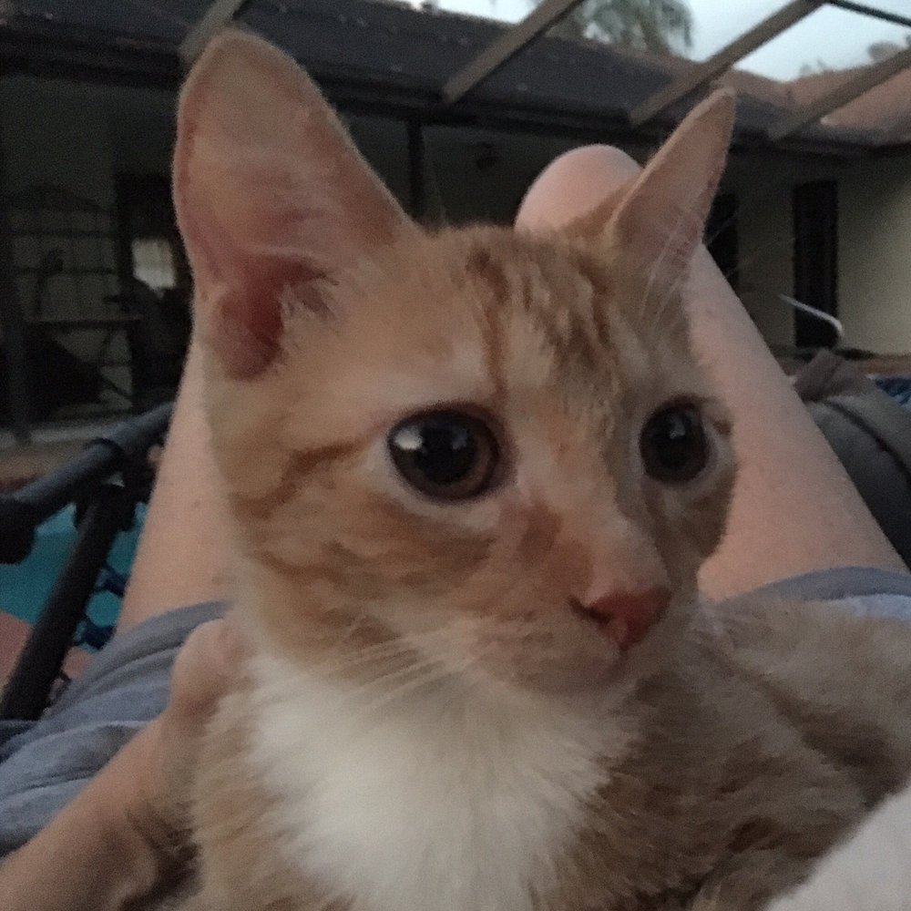 Cat Depot - Mimi is a love girl - Animal Shelters Near Me - Sarasota, Florida Cat Depot - Mimi is a love girl - Animal Shelters Near Me - Sarasota, Florida