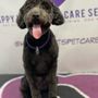 Photo of Happy Hearts Pet Care