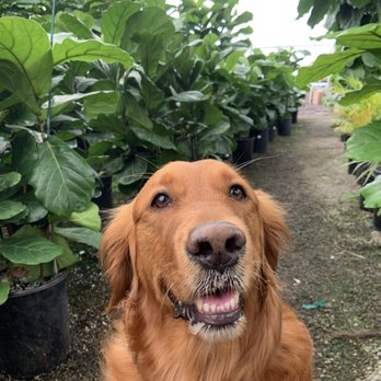 Cordova Gardens - Fiddle Forest! - Nurseries & Gardening Near Me - Encinitas, California