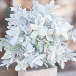 Rosewood Home Market - Transform your home with indoor plants
