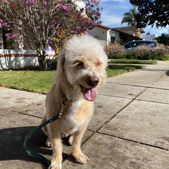 Bark Williams - Quick photo shoot in front of magnolia tree They left her lashes like I asked! - Pet Stores Near Me - Santa Monica, California