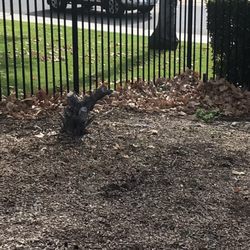 Aldergate Dog Park - Sprouting lantana