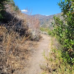 Mount Zion Trail - The bear was RIGHT there. Skedaddled before I had time to whip out my phone or pepper spray.