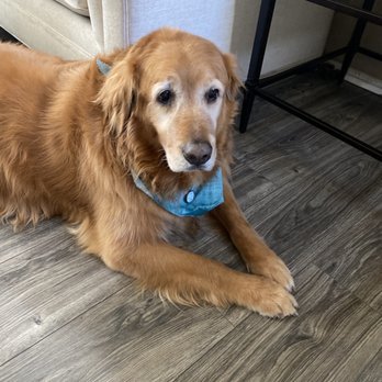 Heavenly Paws - Handsome Prince Milo! - Pet Groomers Near Me - Upland, California Heavenly Paws - Handsome Prince Milo! - Pet Groomers Near Me - Upland, California