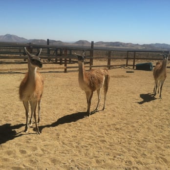Windswept Ranch - Petting Zoos Near Me - Rosamond, California